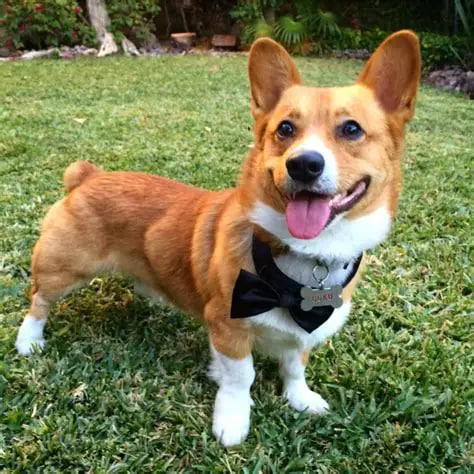 Judge’s favourite category dog photo